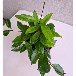 تصویر هویا میکس پابلیکالیس و کارنوزا ،گلدان پاچیرا 