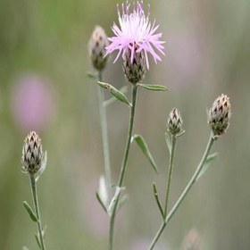 تصویر گل خشک تلخه 