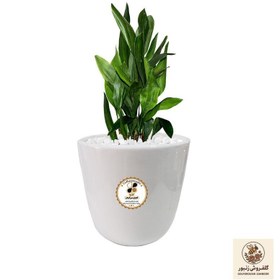 تصویر گیاه طبیعی عبایی شرکت گلباران سبز گیلان مدل GN12-6M | کد: ZNB-BKE 