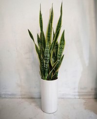 تصویر گیاه طبیعی سانسوریا شمشیری ابلق به همراه گلدان سرامیکی سفید 
