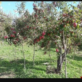 تصویر آلو بخارا آفتابی یاقوت سبز طبیعی بدون پوست (1000 گرمی) 