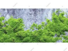 تصویر بافت خزه سبز روی دیوار سنگی – تصویر JPG با کیفیت بالا 