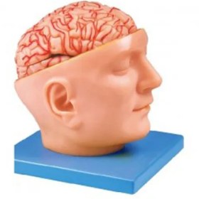تصویر مولاژ مغز و صورت با نمایش عروق 