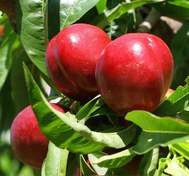 تصویر نهال شلیل شمس (کپی) 