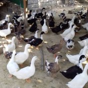 تصویر پک محلیجات اردک محلی خوش خوراک 10 عدد لطفا توضیحات مطالعه بفرمایید 