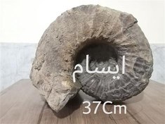 تصویر بزرگترین فسیل آمونیت قطور ایسام با شاخصی در کنار 