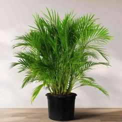 تصویر بذر نخل گربه - شامادورا نخل گربه 