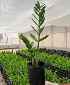 تصویر زاموفیلیا ,سبز و سیاه 