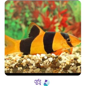 تصویر ماهی لوچ دلقک پک چند عددی 