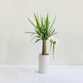 تصویر یوکا کوچک کد S59 