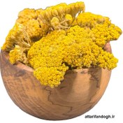 تصویر بومادران وحشی گرگان 