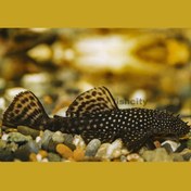 تصویر کت پوزه بوته ای باله کوتاه مشکی 