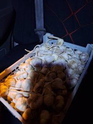 تصویر سیر خشک همدان saerhamdan