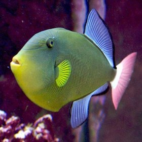 تصویر ماشه ماهی دم صورتی - Pinktail Tigger fish 