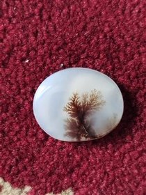 تصویر نگین شجر ناب 