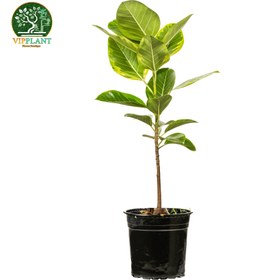 تصویر فیکوس سبز (گلدان پلاستیکی) Ficus elastica