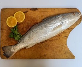 تصویر ماهی کوتر دم سبز 