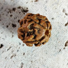 تصویر رودراکشا تک مهره شناسنامه دار نپالی ۴ موخی 