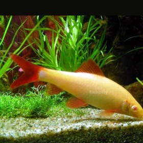 تصویر شارک کرم 6 سانت 