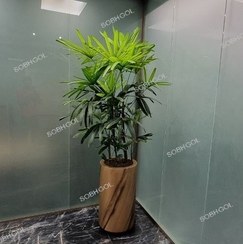 تصویر لیلی پالم L07 