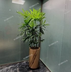 تصویر لیلی پالم L07 