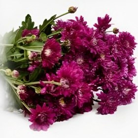 تصویر داوودی بنفش دسته ای 