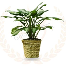 تصویر آگلونما حبابی 