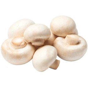 تصویر قارچ فله 