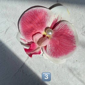 تصویر کلیپس گل ارکیده 