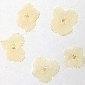 تصویر گل خشک هورتانسیا سفید5عددی 