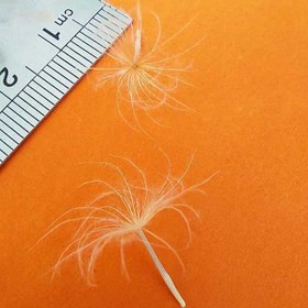 تصویر بسته قاصدک درشت 