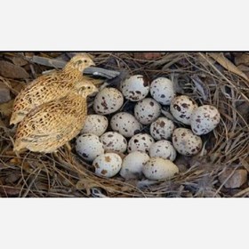 تصویر تخم بلدرچین ارگانیک 