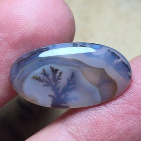 تصویر شجر تک درخت قائن. 