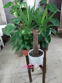 تصویر گیاه طبیعی یوکا تنه دار 