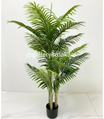 تصویر درخت اریکا 3 تنه 