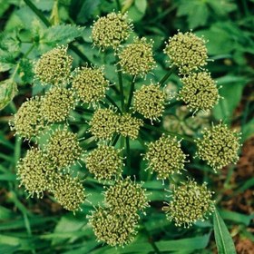 تصویر گل تخم گشنیز«ما3تا» 