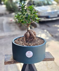 تصویر گلدان بونسای جنسینگ کد 723 Bonsai Pot