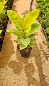 تصویر فیکوس نئون الستیما 