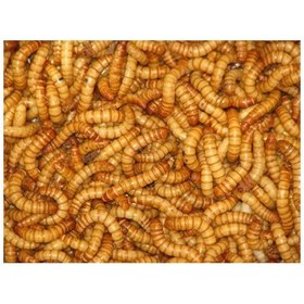 تصویر کرم میل ورم mealworm 