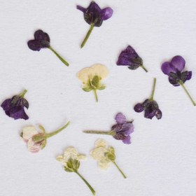 تصویر گل خشک آلیسوم بسته 10 عددی 