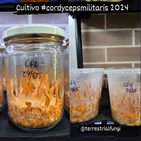 تصویر قارچ کوردیسپس میلیتاریز خشک شده بسته 20 گرمی cordyceps militaris cordyceps militaris mushroom