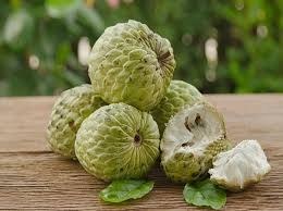 تصویر نهال ۴ ساله شوگر اپل (سیب کاستارد) Sugerapple (custard apple) plant