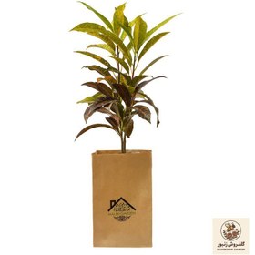 تصویر گیاه آپارتمانی کروتن ملکی گاردن مدل MG01 | کد: ZNB-4X2 