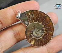 تصویر فسیل آمونیت زیبا 11.2 گرم 