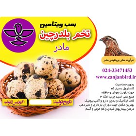 تصویر تخم بلدرچین بسته ۱۲ عددی 