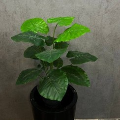 تصویر درختچه بابا آدم مصنوعی 