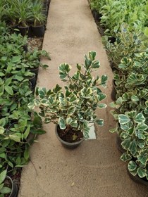 تصویر محصول: فیکوس دلتا 