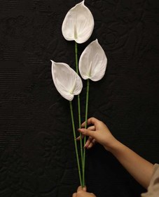 تصویر گل آنتریوم 