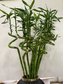 تصویر بامبو 