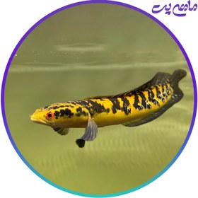 تصویر ماهی چانا 